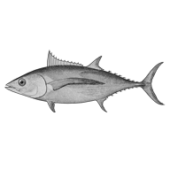 Illustration eines Thunfischs Illustration eines Thunfischs