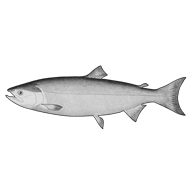Illustration eines Lachs Illustration eines Lachs