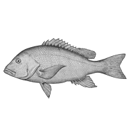 Illustration einer Seebrasse Illustration einer Seebrasse